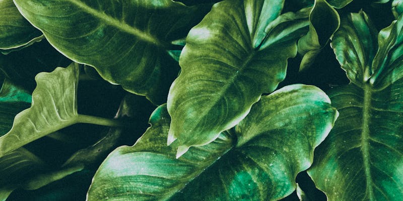 Close-up of lush green tropical leaves, offering a fresh and vibrant natural background.